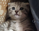 Кошки в Железнодорожном: Котяточки Мальчик, 8 000 руб. - фото 2