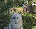 Кошки в Мытищах: Кот на вязку, 3 000 руб. - фото 10