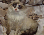 Кошки в Кяхте: ЭММА, 810 руб. - фото 1