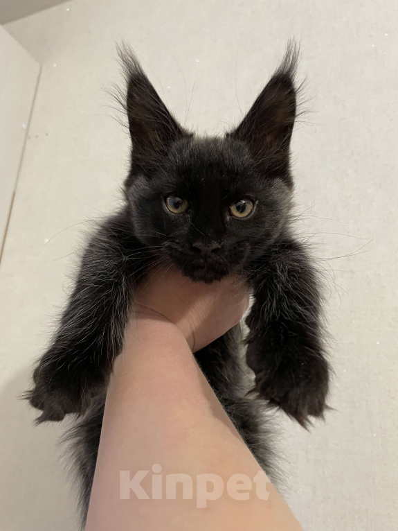 Кошки в Ижевске: Мейн-кун мальчик с документами  Мальчик, 60 000 руб. - фото 4