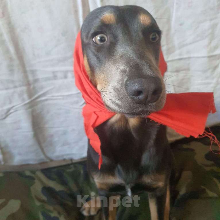 Собаки в Москве: Рыжая лапуля Девочка, Бесплатно - фото 2