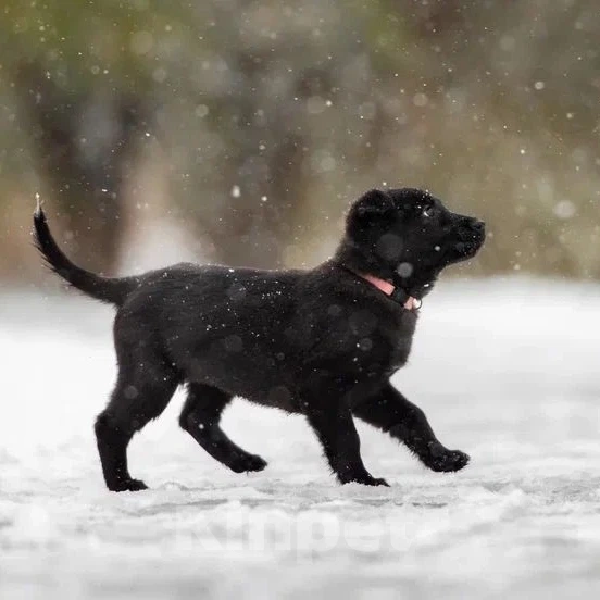 Собаки в Лобне: Крошенька Буся в срочных поисках своей семьи Девочка, Бесплатно - фото 5