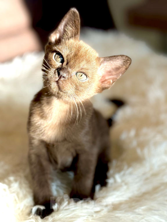 Кошки в Москве: Бурманская девочка  Девочка, 100 000 руб. - фото 3