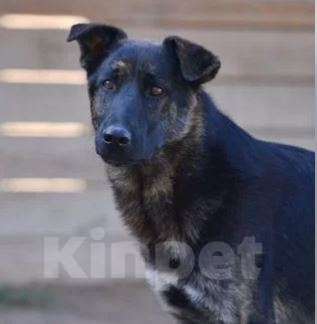 Собаки в Москве: Майки Мальчик, Бесплатно - фото 3