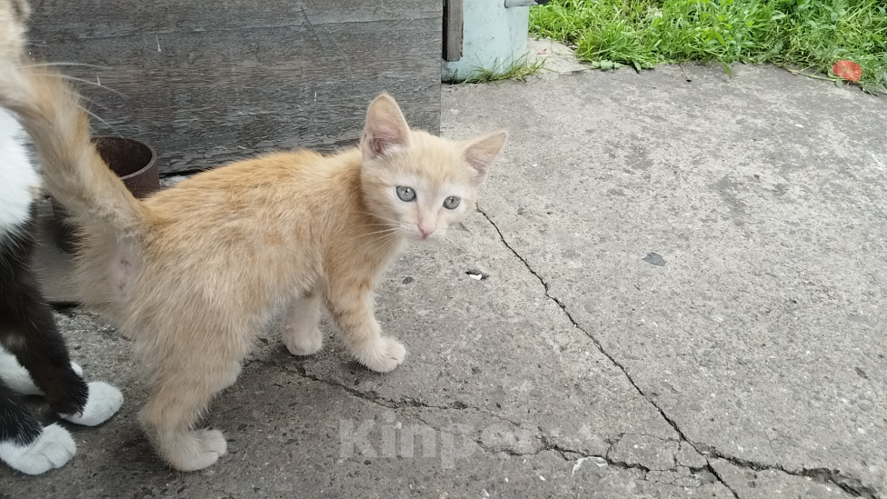 Кошки в Ленинске-Кузнецком: Отдам котенка девочку в добрые руки Девочка, Бесплатно - фото 3