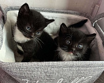 Кошки в Реутове: Домашний котенок-Девочка, 1 месяц. Девочка, 700 руб. - фото 3