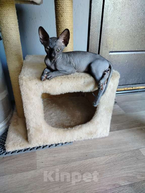 Кошки в других городах Московской области: Котята , канадский сфинкс Мальчик, 15 000 руб. - фото 3