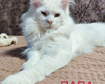 Кошки в Севастополе: Мэйн-кун полидакт Девочка, 30 000 руб. - фото 5