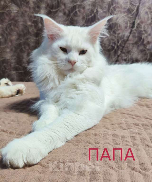 Кошки в Севастополе: Мэйн-кун полидакт Девочка, 30 000 руб. - фото 5
