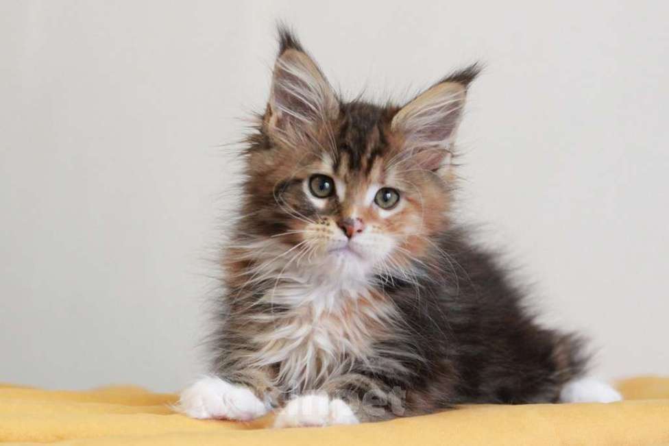 Кошки в Екатеринбурге: У всех хорошие, а у нас - лучшие! Alika Девочка, 25 000 руб. - фото 4