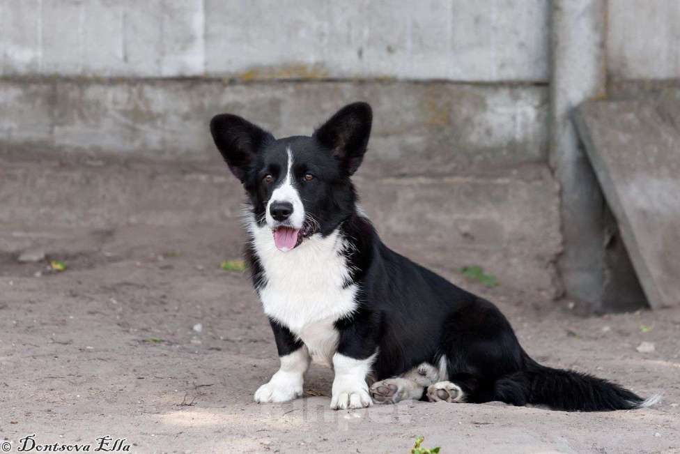 Собаки в других городах Московской области: Корги триколоры  Мальчик, 30 000 руб. - фото 3