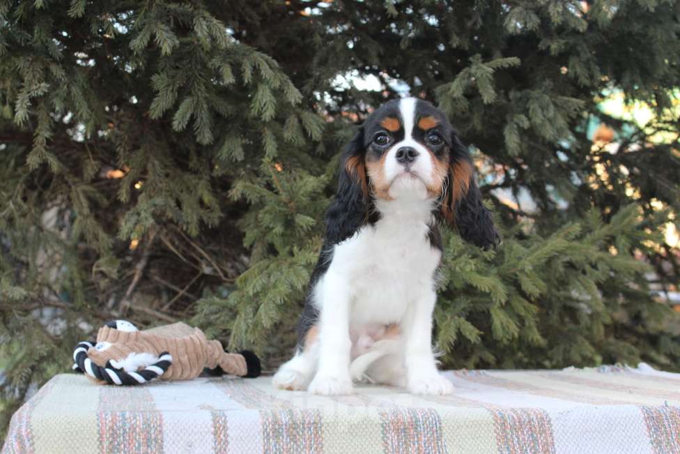 Собаки в Барнауле: готовы к переезду в новый дом щенки Кавалера . Мальчик, 50 000 руб. - фото 4