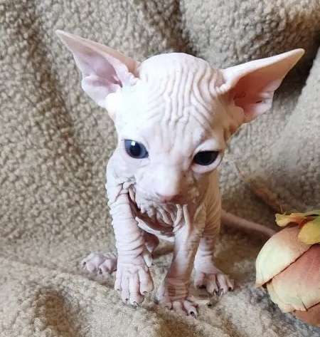 Кошки в Москве: Котёнок канадского сфинкса Мальчик, 35 000 руб. - фото 1