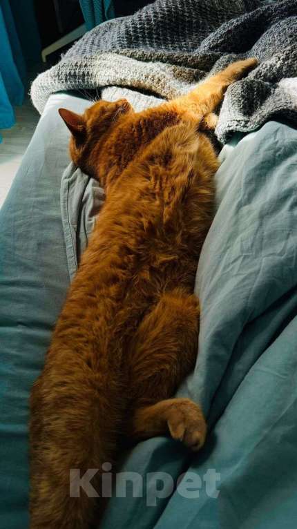 Кошки в Раменском: Рыжий Кот  Мальчик, Бесплатно - фото 3