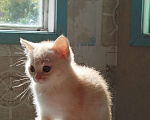 Кошки в Москве: Британская кошка 2 месяца Девочка, 9 500 руб. - фото 1