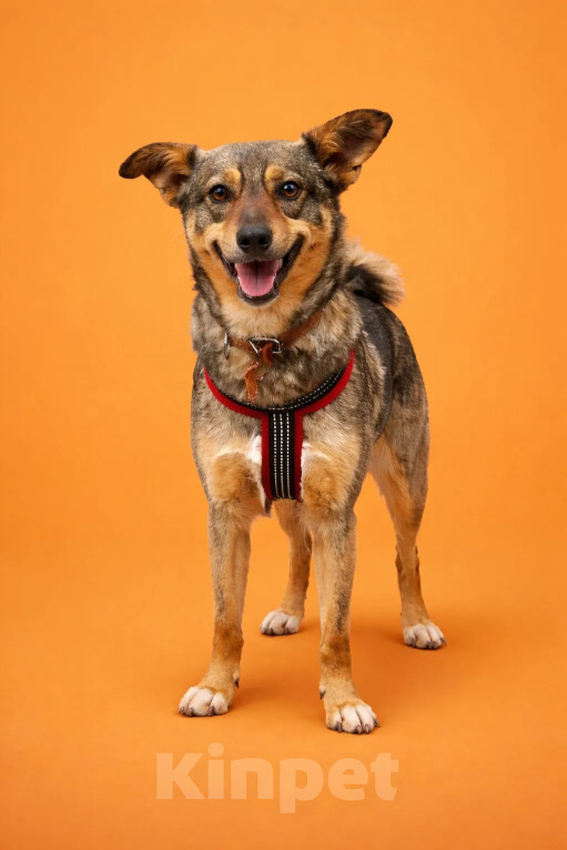 Собаки в Москве: Пеппи Длинныйчулок Девочка, 10 руб. - фото 1