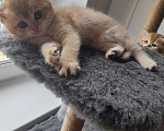 Кошки в Самаре: Котята золотой шиншиллы Мальчик, 30 000 руб. - фото 3