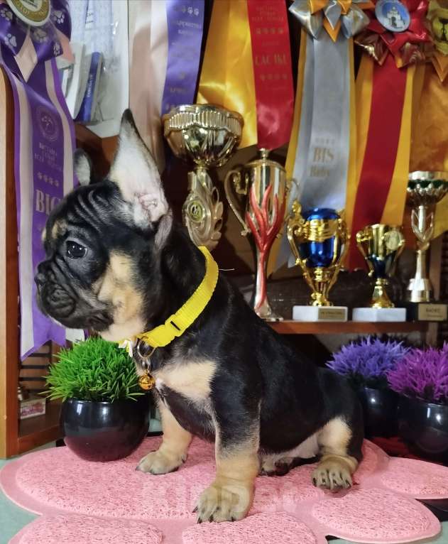 Собаки в Владимире: Девочка французский бульдог  Девочка, 80 000 руб. - фото 1