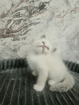 Милейшие породистые котята Рэгдолл