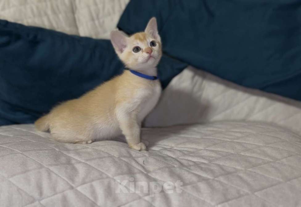 Кошки в Москве: Буми Мальчик, 35 000 руб. - фото 2