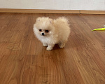 Собаки в Москве: Мини мальчик померанского шпица , Энди  Мальчик, 55 000 руб. - фото 2