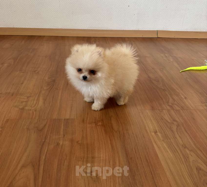 Собаки в Москве: Мини мальчик померанского шпица , Энди  Мальчик, 55 000 руб. - фото 2