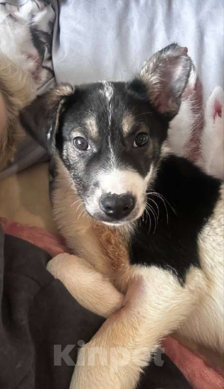 Собаки в Королеве: Друзья, мы ищем дом малышке Дженни! Девочка, Бесплатно - фото 3