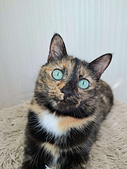 Амели будет на выставке-пристройстве в Москве