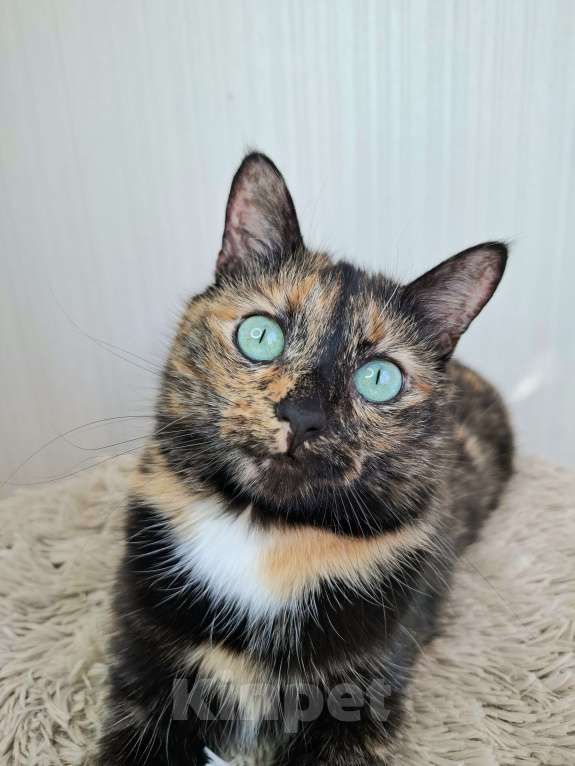 Кошки в Москве: Амели будет на выставке-пристройстве в Москве Девочка, Бесплатно - фото 1