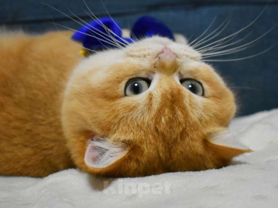 Кошки в Москве: Золотая шиншилла  Мальчик, 90 000 руб. - фото 1