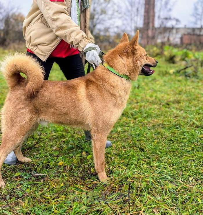 Собаки в Москве: Брутальный красавец Рич ищет хозяев! Мальчик, Бесплатно - фото 3