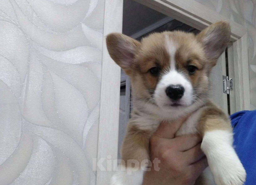 Собаки в Волгодонске: малыши в продаже Мальчик, Бесплатно - фото 3