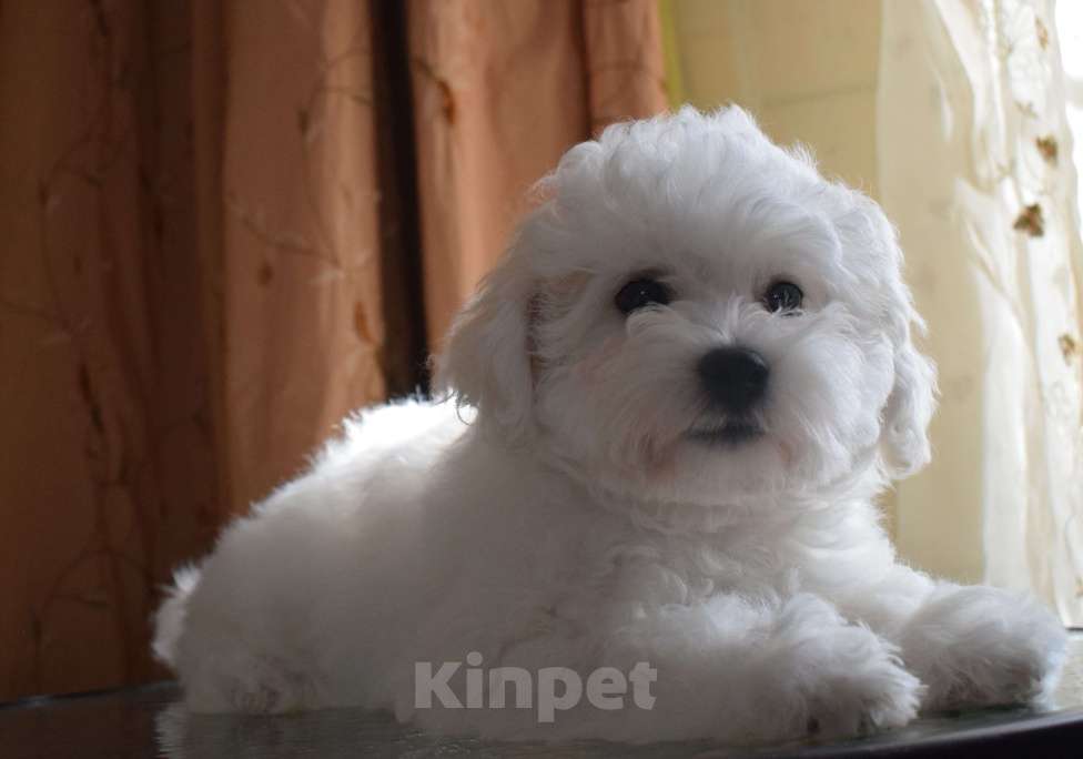 Собаки в Москве: Щенки Бишон фризе Мальчик, 45 000 руб. - фото 6