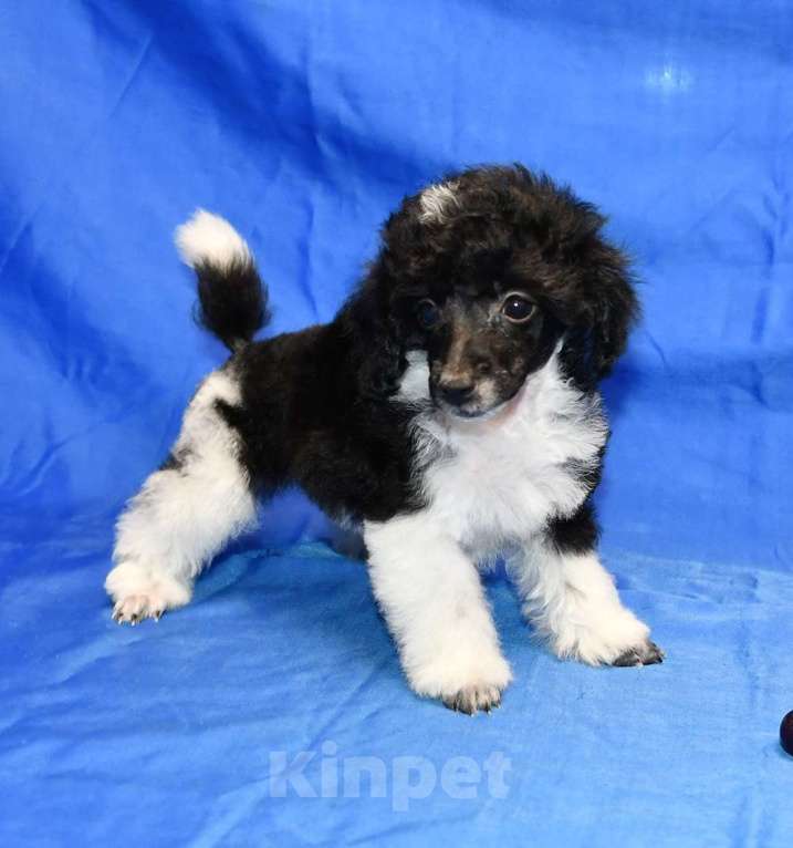 Собаки в Долгопрудном: ТОЙ ПУДЕЛЬ арлекин ДЖЕНТЛИ БОРН ПЕРЧИ Мальчик, 120 000 руб. - фото 6