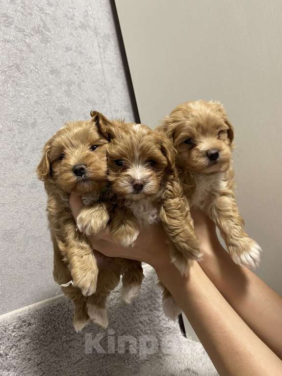 Собаки в Воронеже: Мальтипу щенки Мальчик, Бесплатно - фото 5