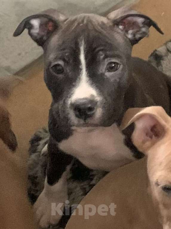 Собаки в Новосибирске: Добряк Мальчик, 20 000 руб. - фото 2