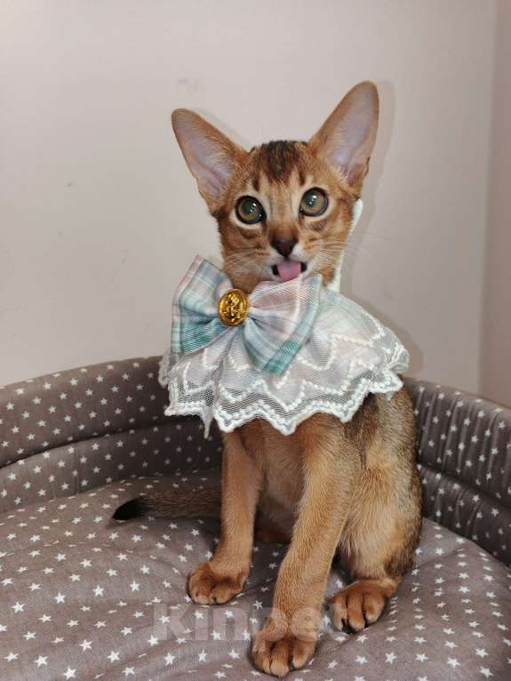 Кошки в Москве: Абиссинский котик красавчик из питомника Мальчик, 70 000 руб. - фото 8