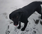 Собаки в Пензе: Потеряшка ищет хозяина Мальчик, 100 руб. - фото 4