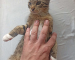 Кошки в Санкт-Петербурге: Отдам в хорошие руки кота Мальчик, 10 руб. - фото 9