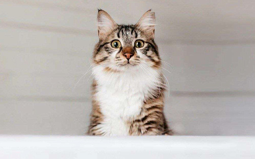 Кемер из курортного Кемера ищет семью