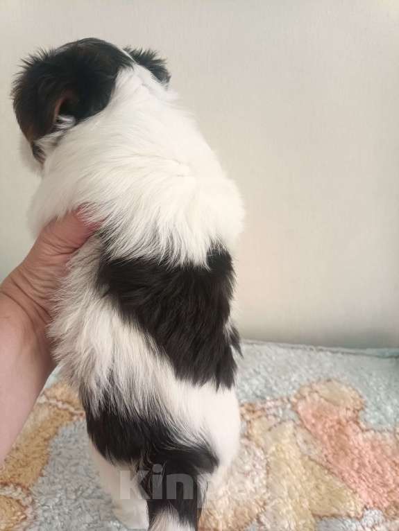 Собаки в Волгодонске: Щенки Бивер терьеры Мальчик, 30 000 руб. - фото 4