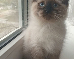 Кошки в Санкт-Петербурге: Невский маскарадный котенок Девочка, 25 000 руб. - фото 2