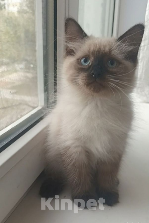 Кошки в Санкт-Петербурге: Невский маскарадный котенок Девочка, 25 000 руб. - фото 2