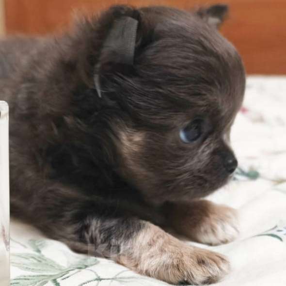 Собаки в Москве: Чихуахуа девочка Девочка, 83 000 руб. - фото 4