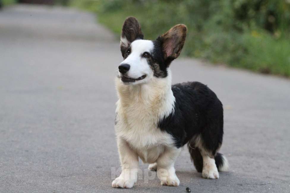 Собаки в Москве: Вельш корги кардиган-мальчик Мальчик, Бесплатно - фото 7
