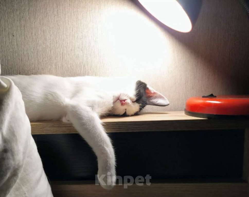 Кошки в Москве: Хелло, Китти! Котенок в добрые руки.  Девочка, Бесплатно - фото 8