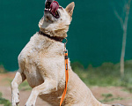 Собаки в других городах Пермского края: Не пес, а звезда! Мальчик, Бесплатно - фото 8