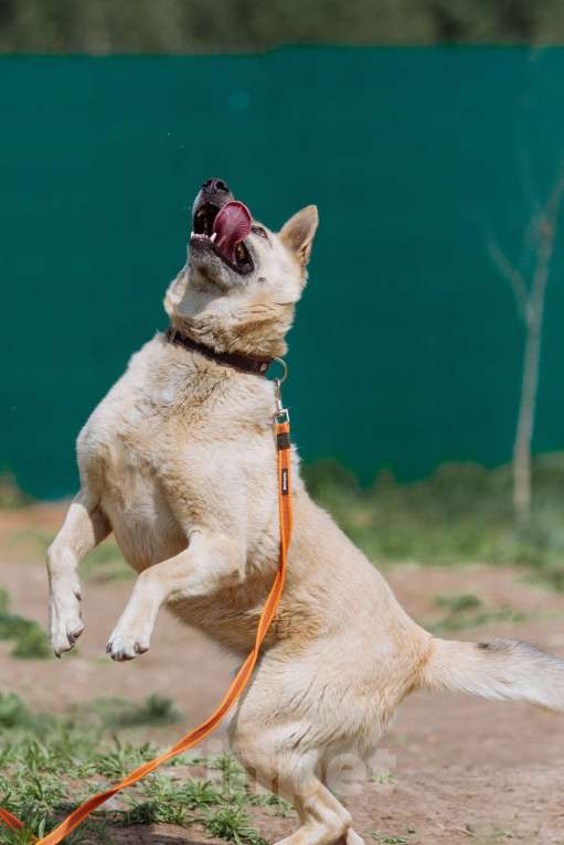 Собаки в других городах Пермского края: Не пес, а звезда! Мальчик, Бесплатно - фото 8