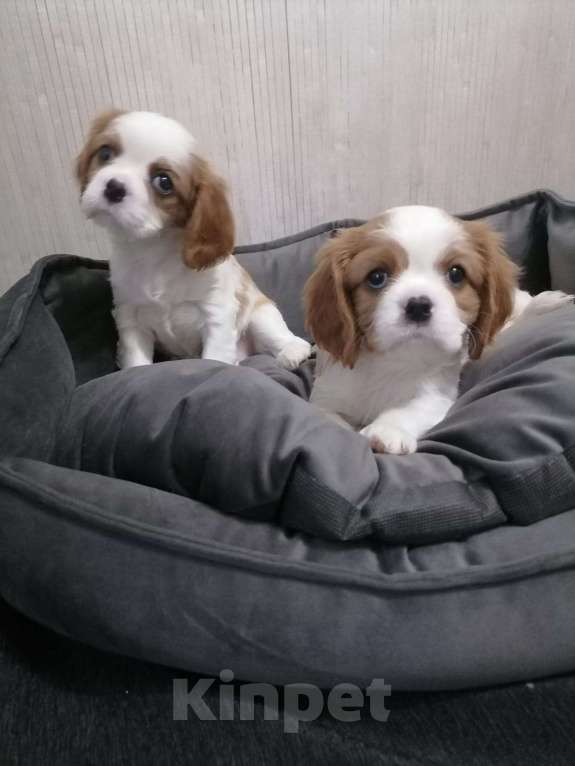 Собаки в Москве: Кавалер Кинг Чарльз спаниель щенки. Девочка, 90 000 руб. - фото 2