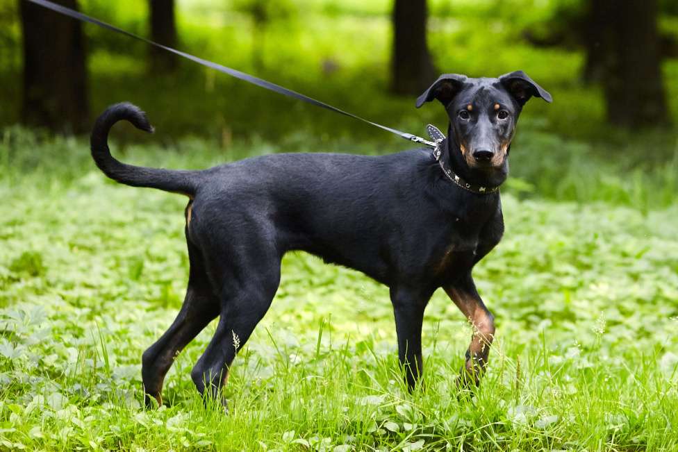 Собаки в Москве: Щенок добермана в добрые руки! Девочка, Бесплатно - фото 7
